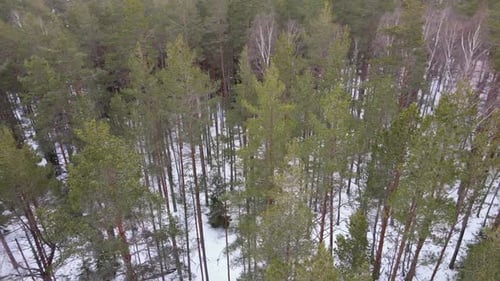 Aerial View Drone Flies Over a Winter Pine Forest Copter Flies Over Pine Trees