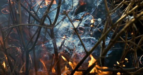 Forest fire in close-up. The branches of shrubs and trees are burning and smoking. Wildfires caused