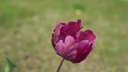 blooming tulips on green grass