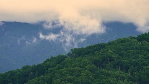 Smoky Mountains Summer Woods Appalachian Mountains in North Carolina with Fresh Green Forest Trees