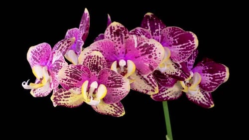 Close-up of Vibrant Pink and Purple Orchid Flowers