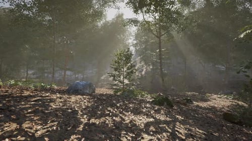 Sunlight Filters Through Trees in a Serene Forest Clearing During Early Morning