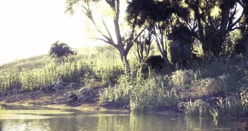 Tranquil River Landscape with Sunlight Through Trees