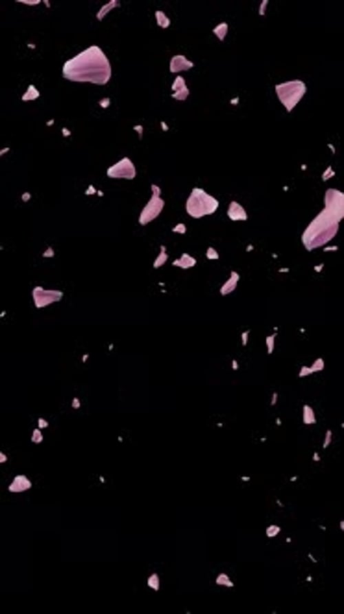 Elegant Falling Pink Petals Natural Flow Overlay