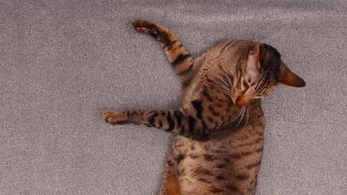 Aus der Perspektive von oben nach unten lässt sich eine orientalische Katze auf spielerische Possen gegen