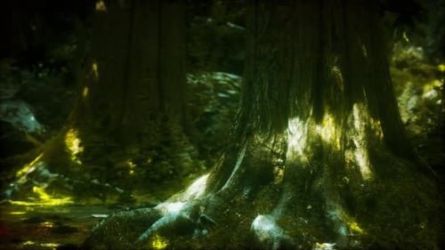 Wilderness Landscape Forest with Trees and Moss on Rocks