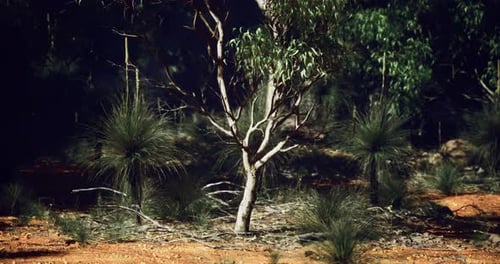 Unique Flora of the Australian Outback Showcasing Native Trees and Plants