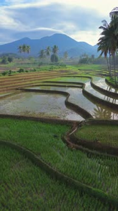 indonesia beauty landscape paddy fields in north bengkulu natural beautiful morning view from asia