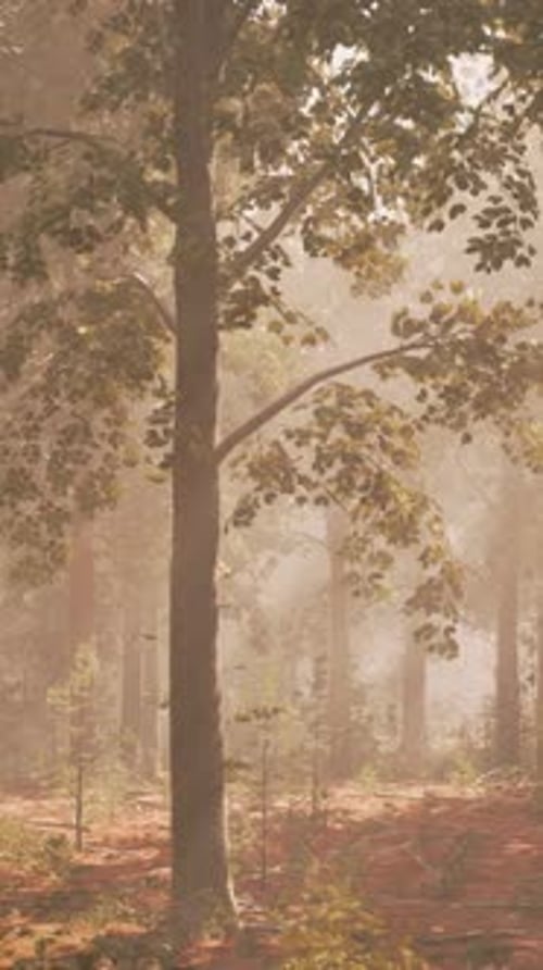 Panoramic View of the Majestic Evergreen Forest in a Morning Fog