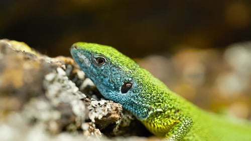 A vibrant lizard basks in the sun on a rocky surface, its colorful scales glinting in the sunlight.