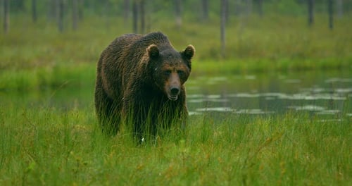 Closeup of Large Adult Brown Bear Walking Free in the Forest at Night