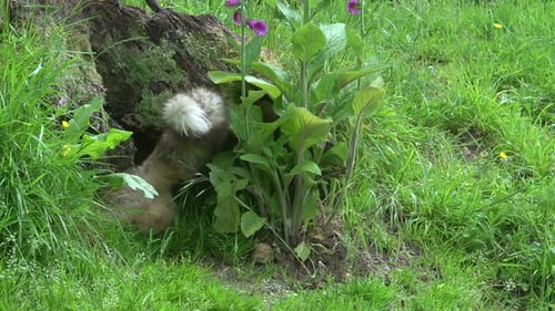 Red Fox, vulpes vulpes, Female and Cub standing at the Den Entrance, Normandy in France, Real Time