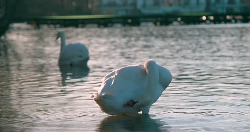 A Beautiful White Swan Preening Itself On The Waters At Sunrise - Close Up Shot