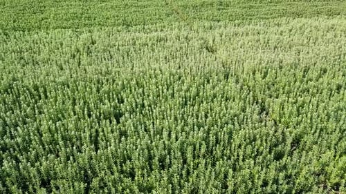 Drone aerial shot of young tree saplings and ornamental plants planted in the fields.