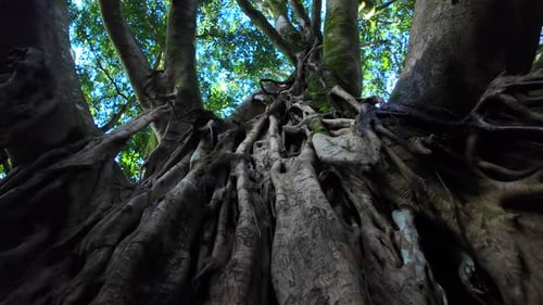 Majestic Tree with Sprawling Roots in Forest
