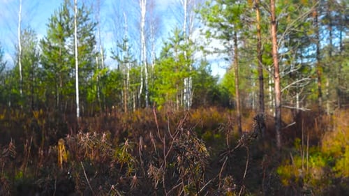 Marschland oder Moorwald im Herbst mit Sonnenschein auf den Pflanzen und blauem Himmel im Hintergrund