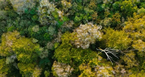Forest with trees and green vegetation. Humid climate. Cinematic aerial shot.
