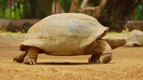 Giant Tortoises an Endangered Species Mauritius Island