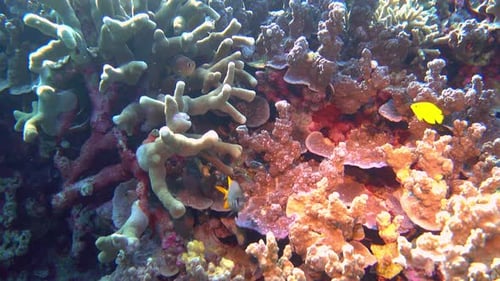 Damselfish swim among corals on a tropical reef.