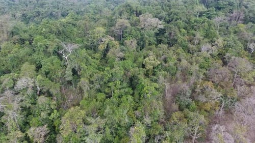 Aerial top view forest tree