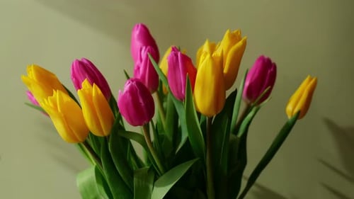 Colorful Tulips Bouquet in Natural Light, Spring Flowers
