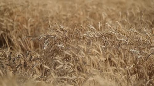 Wheat Slow Motion