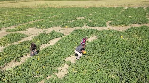 Aerial View Of Workers Harvesting Melons In The Farmland