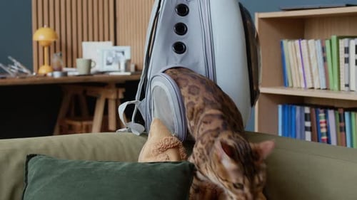 Bengal Cat Climbing into Backpack Pet Carrier