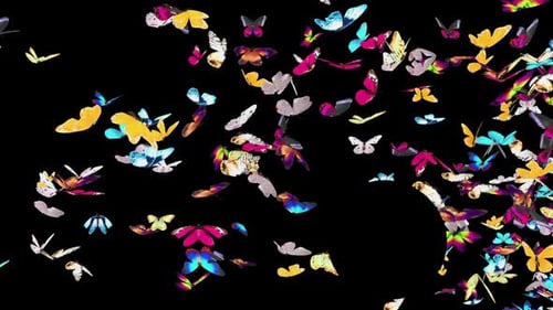 Vibrant Swarm of Butterflies Flying Across Screen