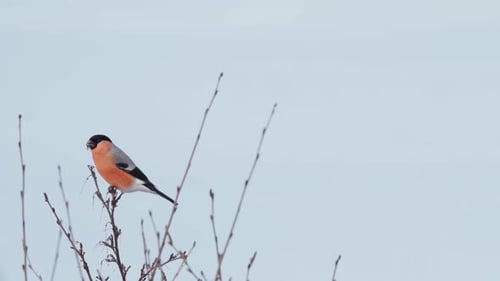 Eurasian Bullfinch Perching On Slender Tree Branch In Daytime. - close up