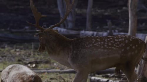 Herd of Spotted Deer Grazing in Woodland