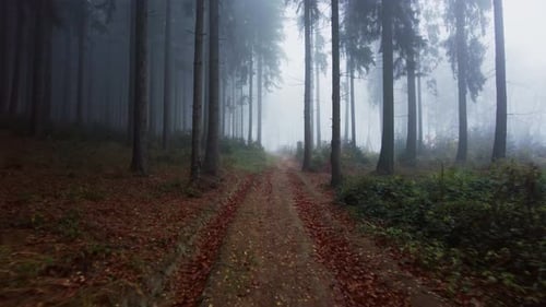 walking through a forest towards fog covering everything at a distance