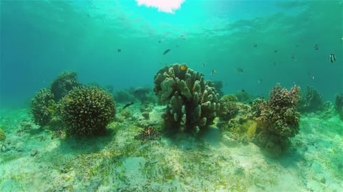 Coral Reef and Tropical Fish Philippines