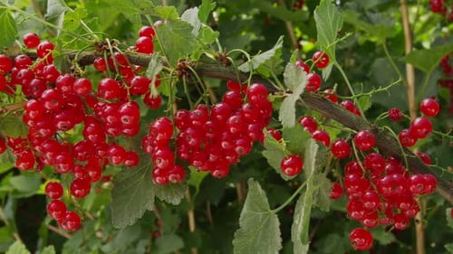 Red Currant Berries Hanging on the Branch