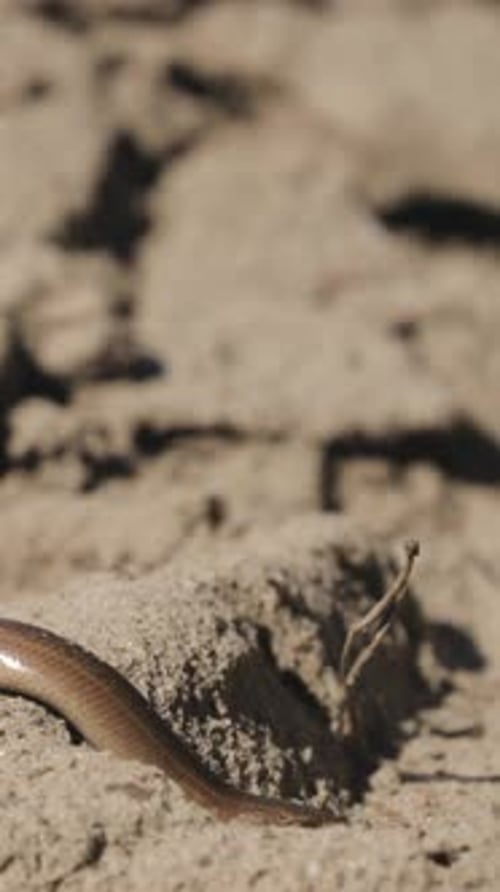 Anguis Fragilis est un homme sans jambes