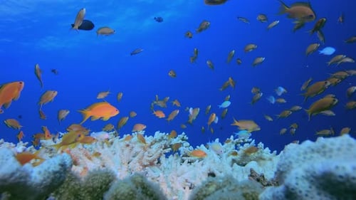 Colourful Coral Reef
