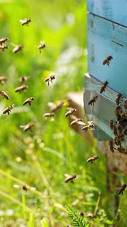 Honigbienen fliegen zurück zu ihren Bienenstöcken und schweben in der Luft