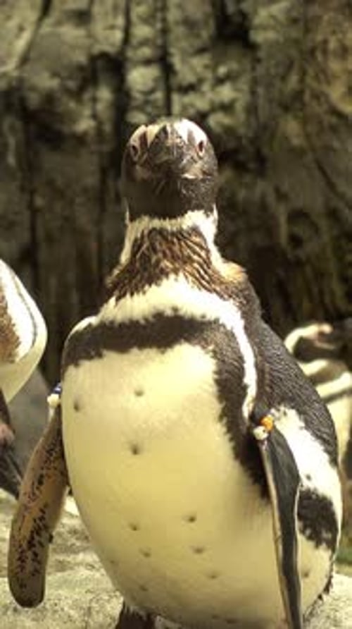 Vídeo vertical de Penguin
