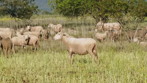 Sheep Grazing in Rural Field