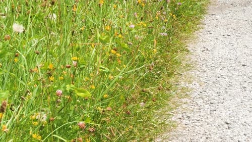 A slow pan over a apath to an alpine meadow with many plants and herbs wich is lit by the sun. The f