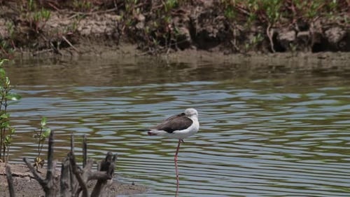Head kept in its wing standing on one leg and sleeping while the camera zooms in, Black-winged Stilt
