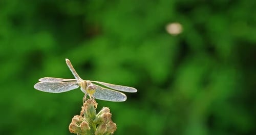 A Closeup of a Dragonfly Perched on a Flower with Blurred Greenery in the Background