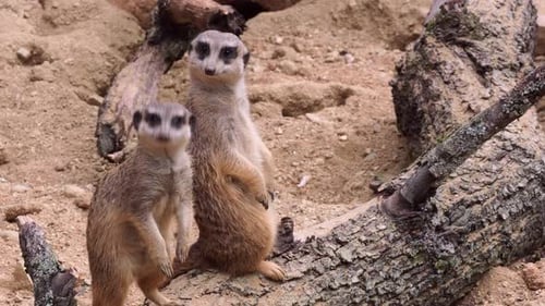 Surikat oder Erdmännchen auf einem Baumstamm