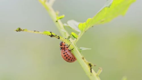 Kartoffelkäferlarve auf grünem Blatt im Sonnenlicht