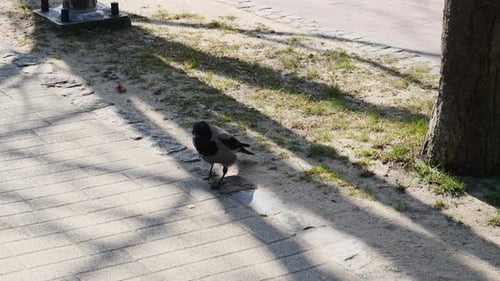 Eine Krähe, die Essen sammelt, das jemand hinwirft.