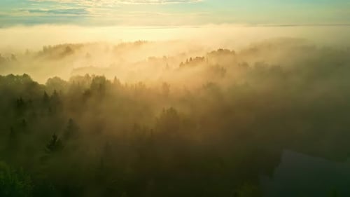 Moving aerial view of foggy atmosphere over dense forest during dawn.
