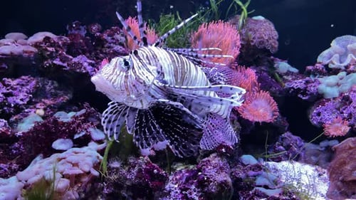 Lionfish swimming near coral in aquatic environment