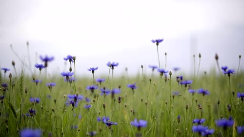 Un champ de bleuets bleus sur fond de ciel nuageux. Prise de vue statique à objectif intermédiaire à main levée