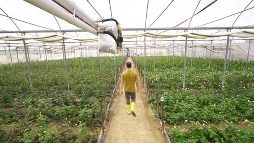 Young Adult Walking Through Greenhouse Rows