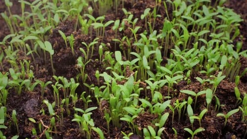 Sprouts Emerge and Grow in a Time-Lapse